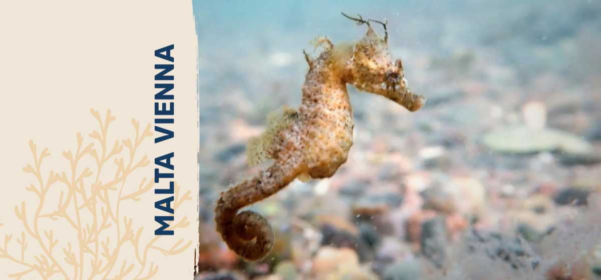 ¿Por qué elegimos el Caballito de mar patagónico para nuestra Malta Vienna? 
