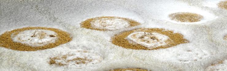 ¿Por qué elegir las maltas bases de Uma Malta?